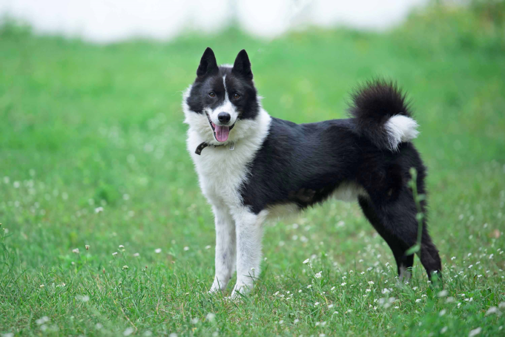 Russo-European Laika Dog Prepared for training.