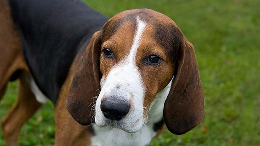 Sinhala Hound Dog full face