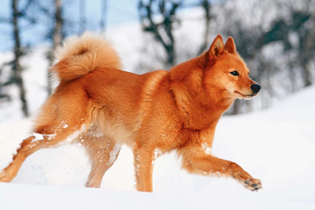 Finnish Spitz Dog exercise on snow