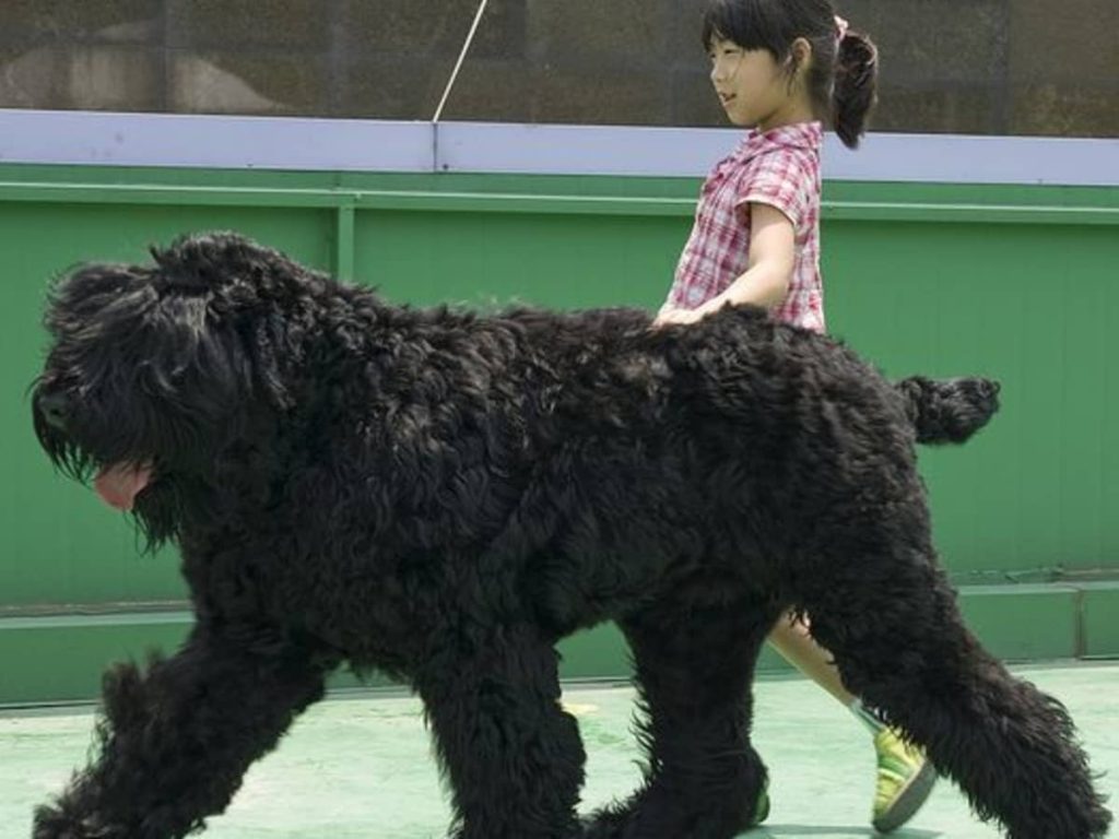 Size and Breed Category Black Russian Terrier Dog