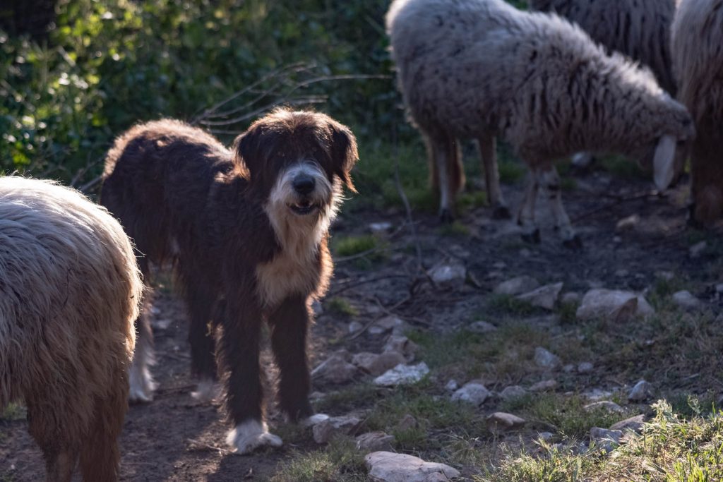 Spino degli Iblei Dog