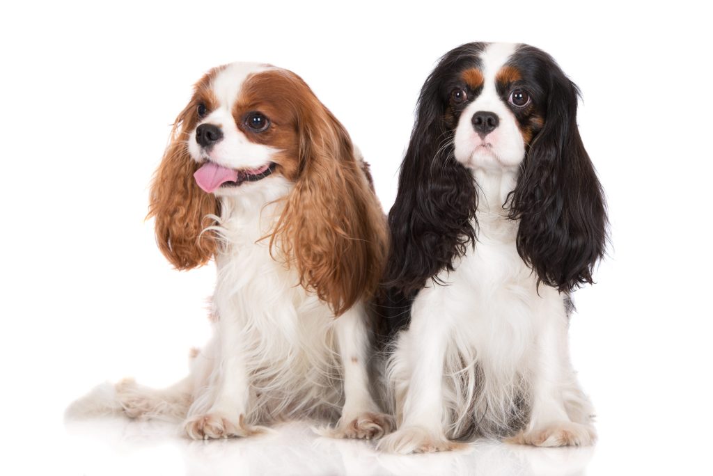 king Charles Spaniel Dog two different colours