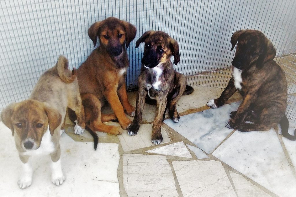 How Ray and Joy came to adopt four abandoned puppies in Crete