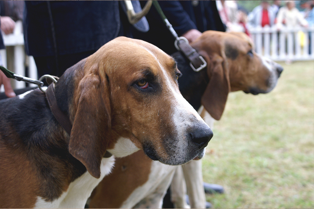 Size and Breed Category Chien Français Tricolore Dog