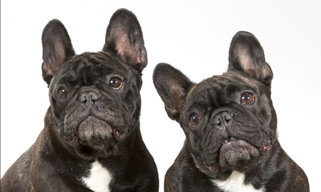 French Bulldog Dog Breed Information