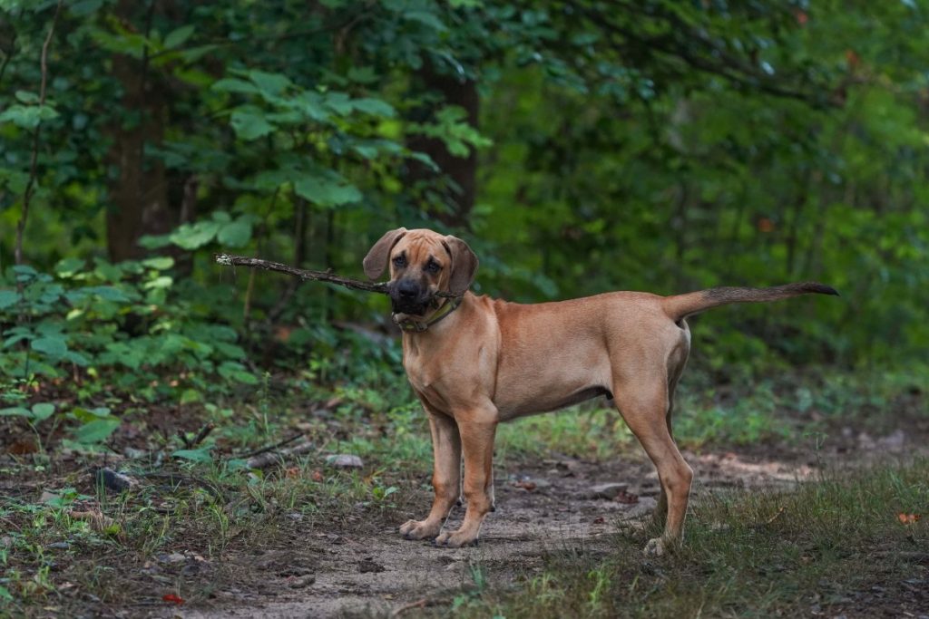 Black Mouth Cur Dog Clean air is beneficial for one's health