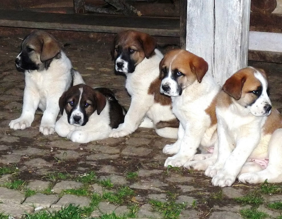 5 Pupies Cão de Gado Transmontano - Cão Nosso