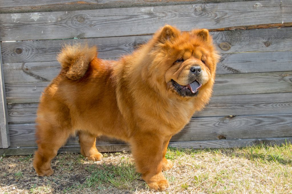 Long Haired Chow Chow Dog