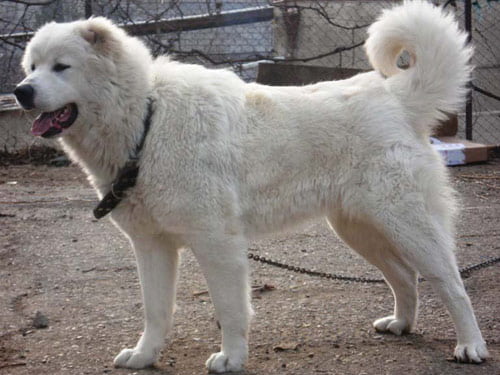 Georgian Shepherd Dog Breed Information