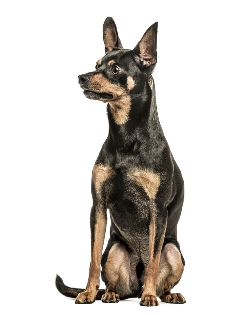 German Pinscher Dog Breed Information