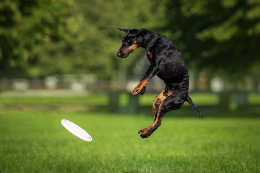 German Pinscher Dog training on ground