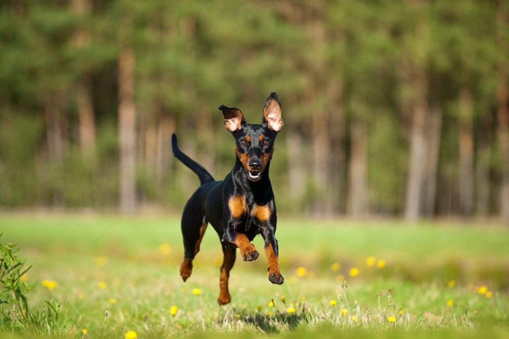 German Pinscher Dog running exercise 