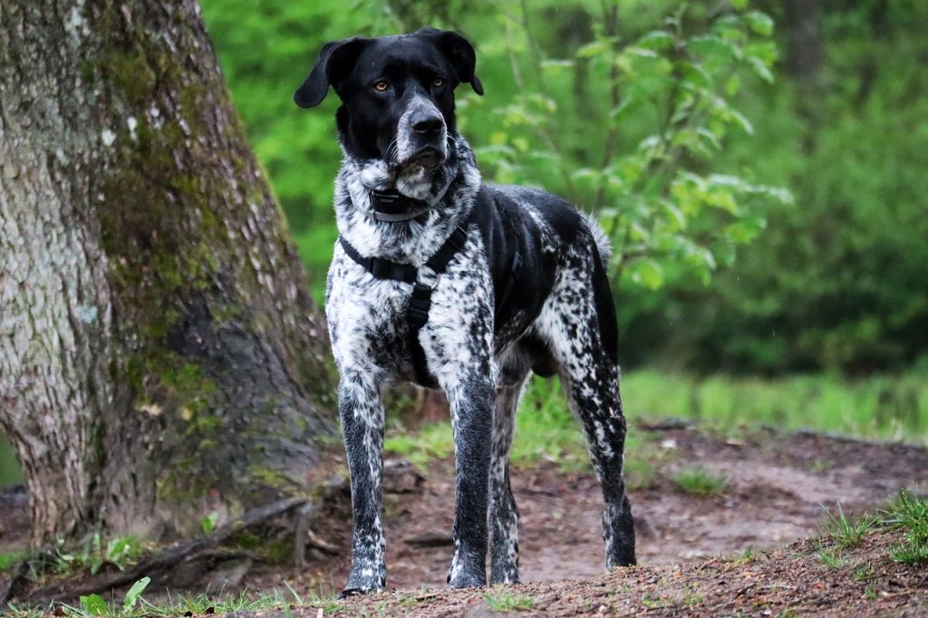 Known Health Conditions Braque d'Auvergne Dog