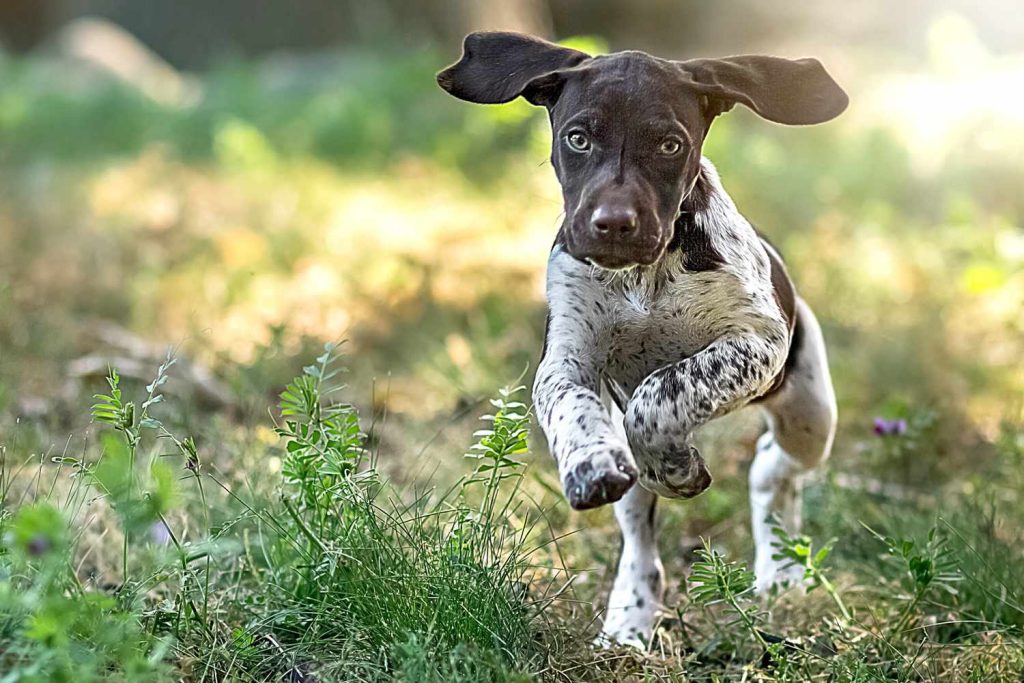 German Pointer (Shorthaired) - German Shorthaired Pointer Dog running execrise 