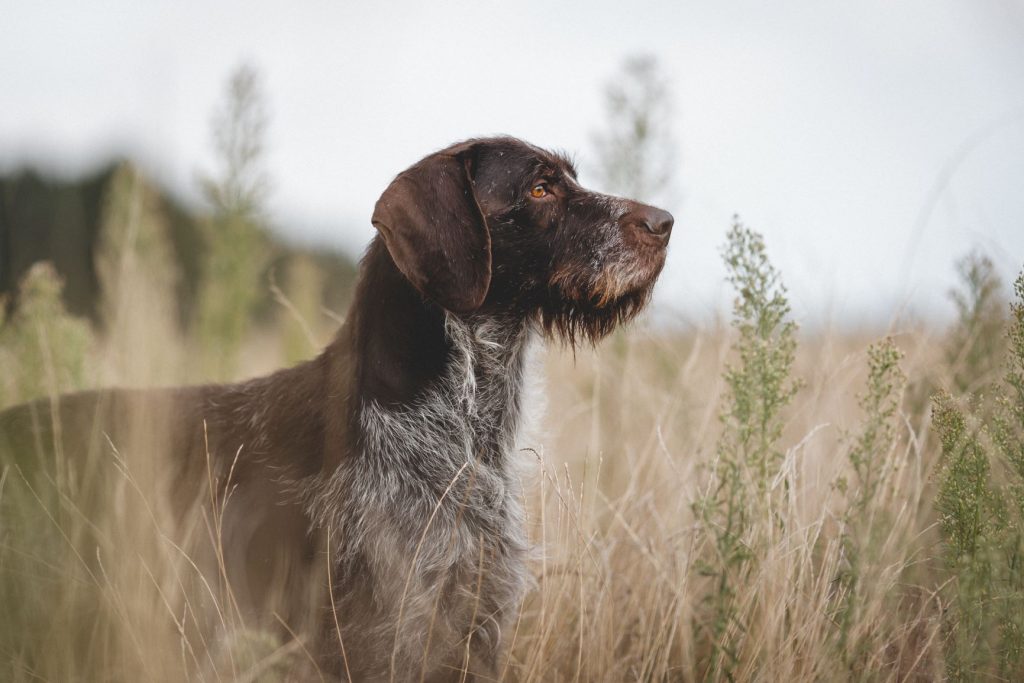 German Pointer (Wire-haired) Dog breathing fresh air