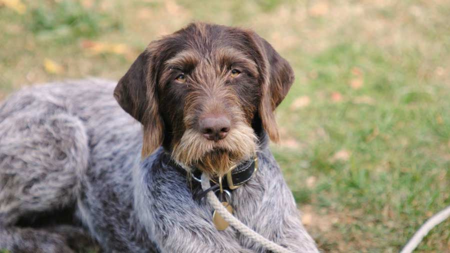 Slovakian Wirehaired Pointer Dog breathing fresh air
