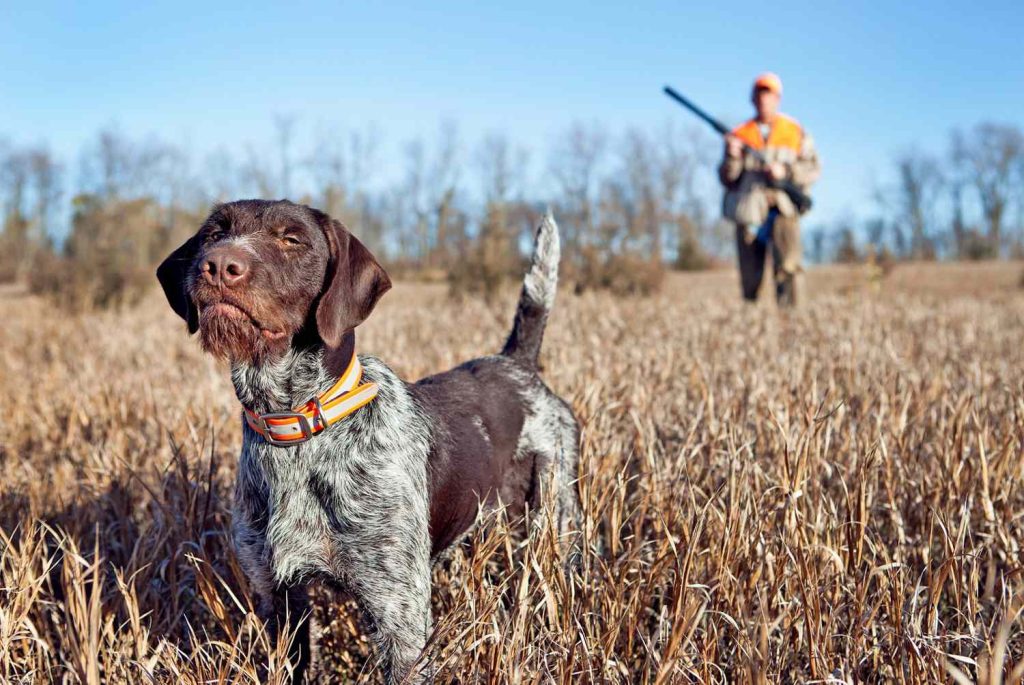 German Pointer (Wire-haired) Dog training with owner