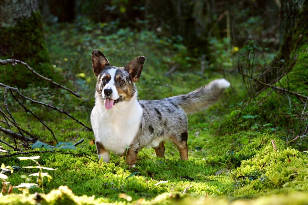 Cardigan Welsh Corgi Dog Breathing in fresh air contributes to overall well-being