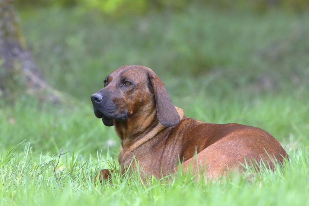 Hanoverian Scenthound breed: the unfaltering tracker - Love my dogz