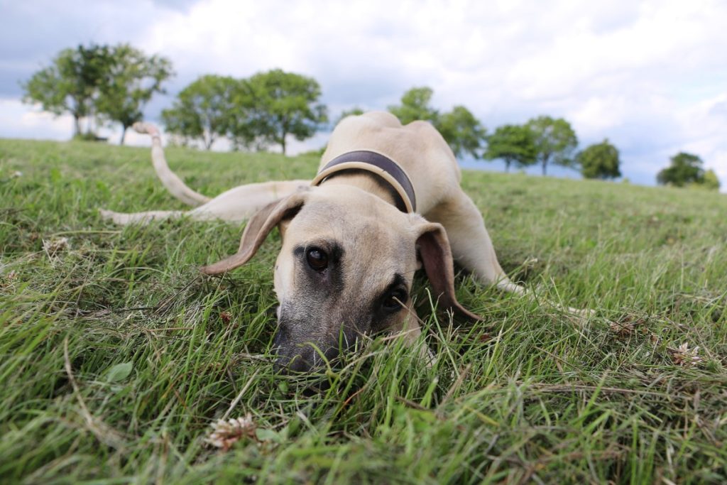 Sloughi Dog sleep on grass