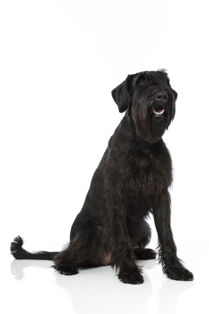 Giant Schnauzer Dog Breed Information