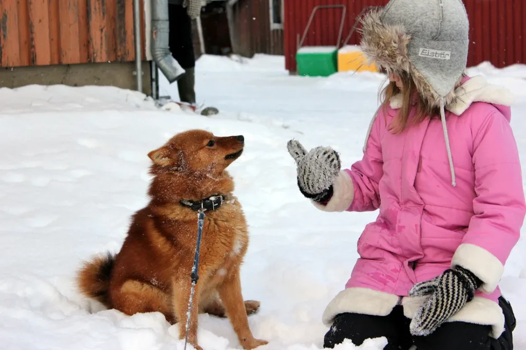 Finnish Spitz Dog play with child