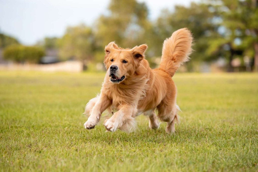 Golden Retriever Dog running exercise 