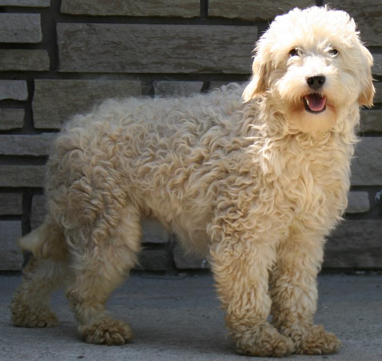 Goldendoodle - Golden doodle Dog Breed Information