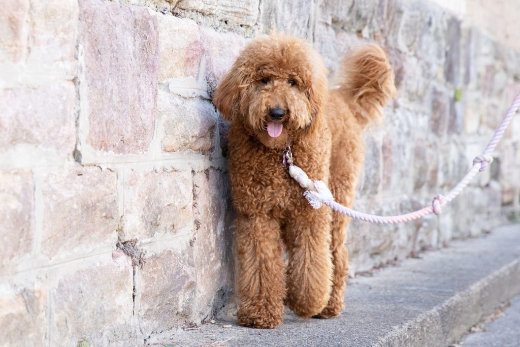 Goldendoodle - Golden doodle Dog walk exercise