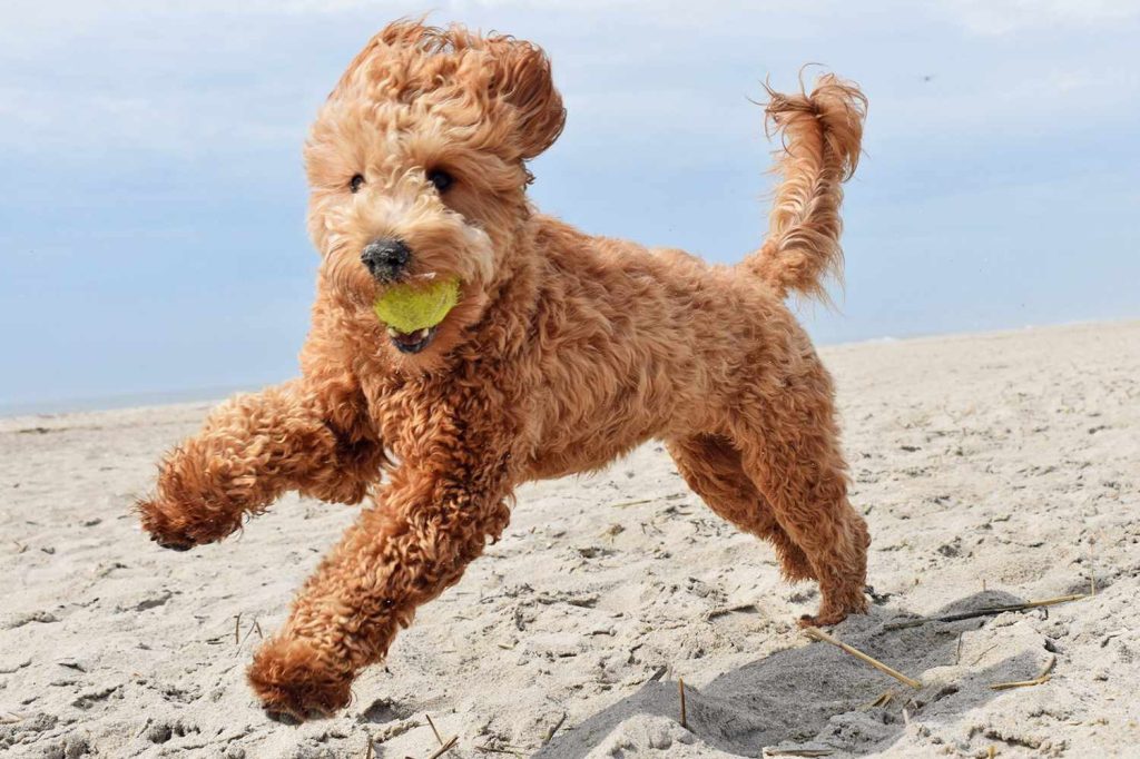 Goldendoodle - Golden doodle Dog training with ball