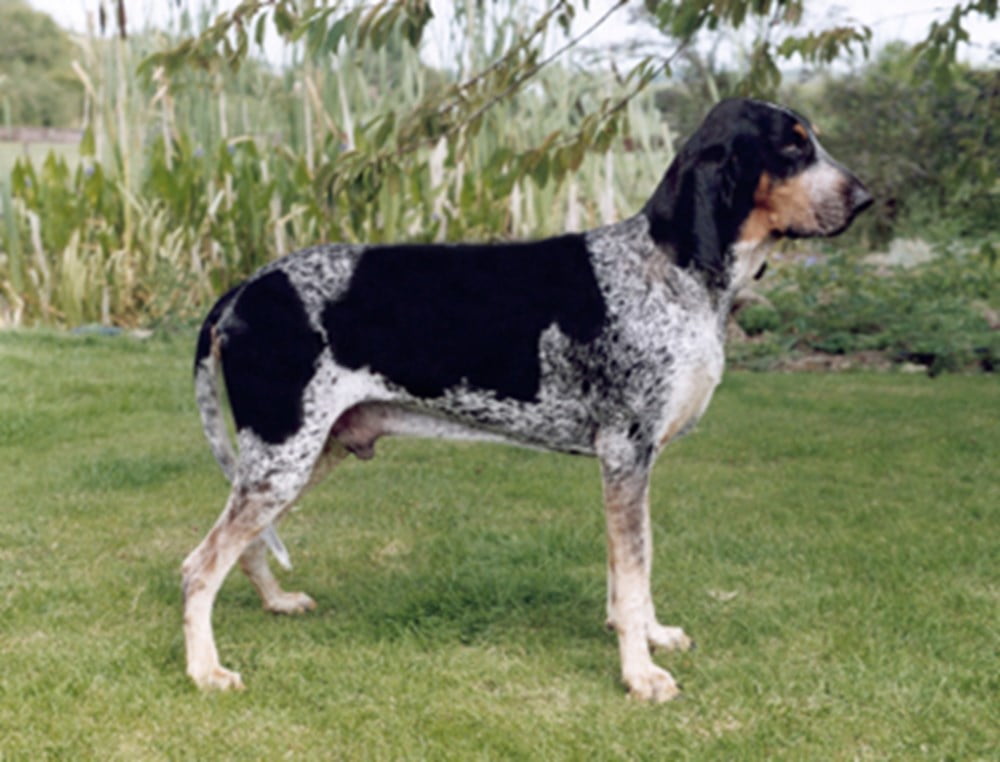 Griffon Bleu de Gascogne Dog Breed Information