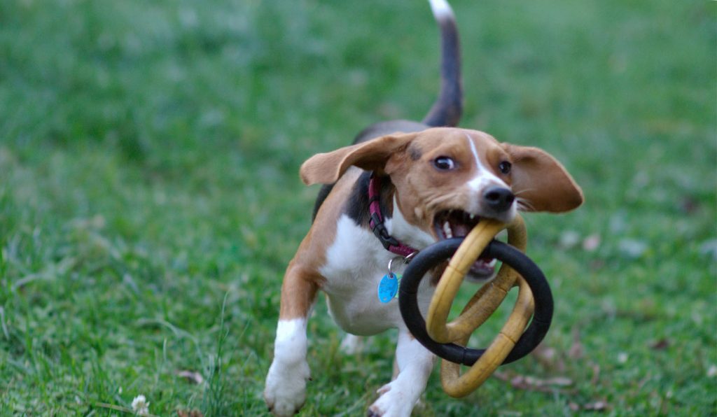 Estonian Hound Dog training with rings toy