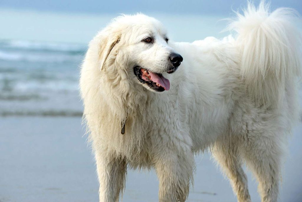 Pyrenean Mountain Dog Clean air is beneficial for one's health.