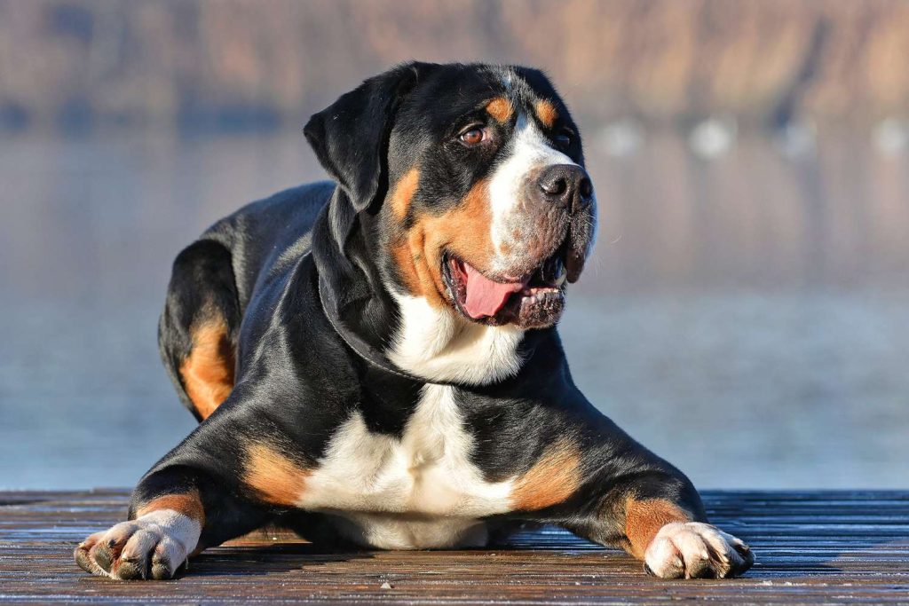 greater swiss mountain dog healthy and good condition
