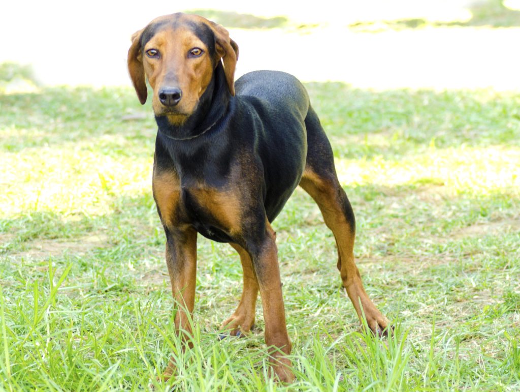 Greek Harehound Dog