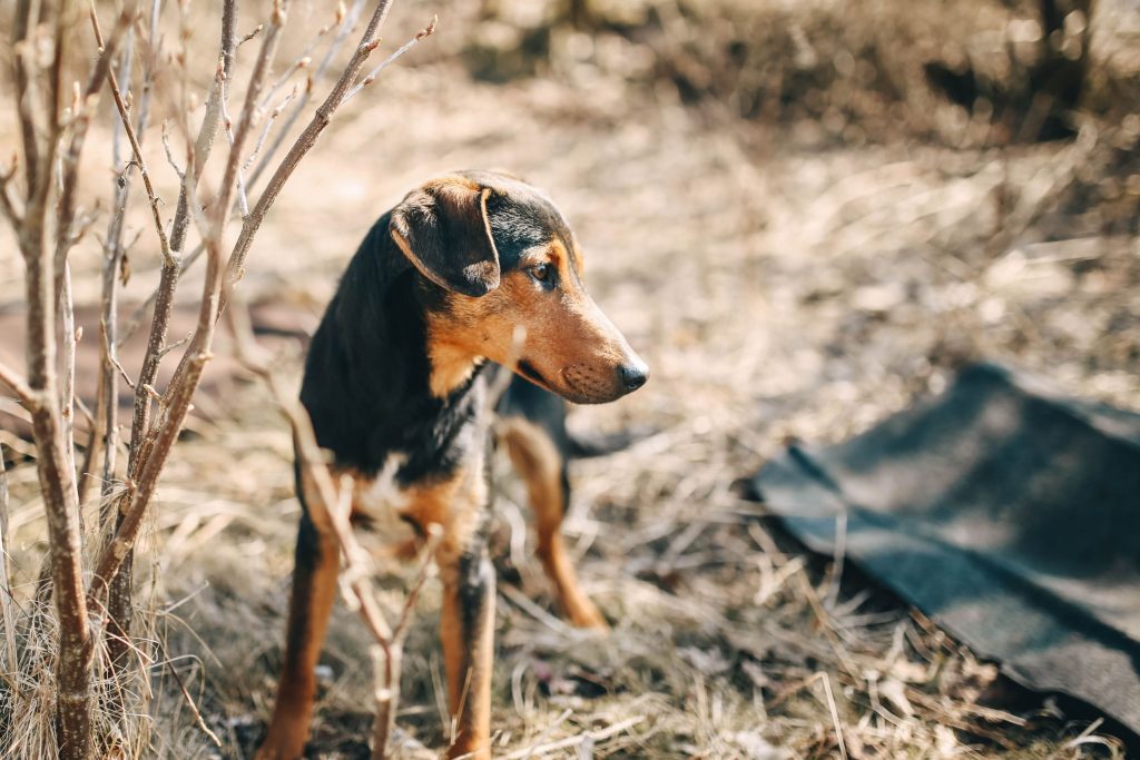 Greek Harehound Dog Intensity of Playful Behavior