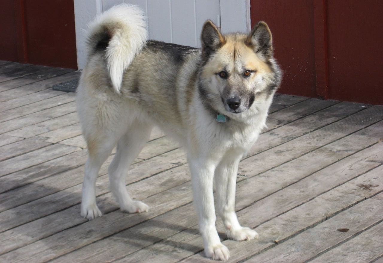 Greenland Dog Dog Breed Information
