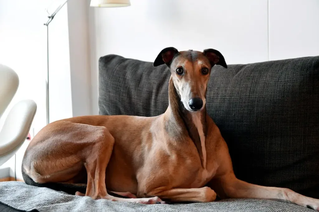 greyhound dog Dog housing necessitates a comfortable and secure environment
