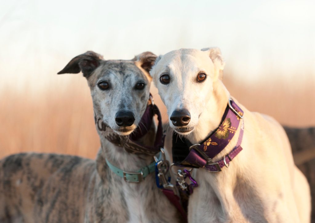 Healthy Hounds: The Most 'Common' Greyhound