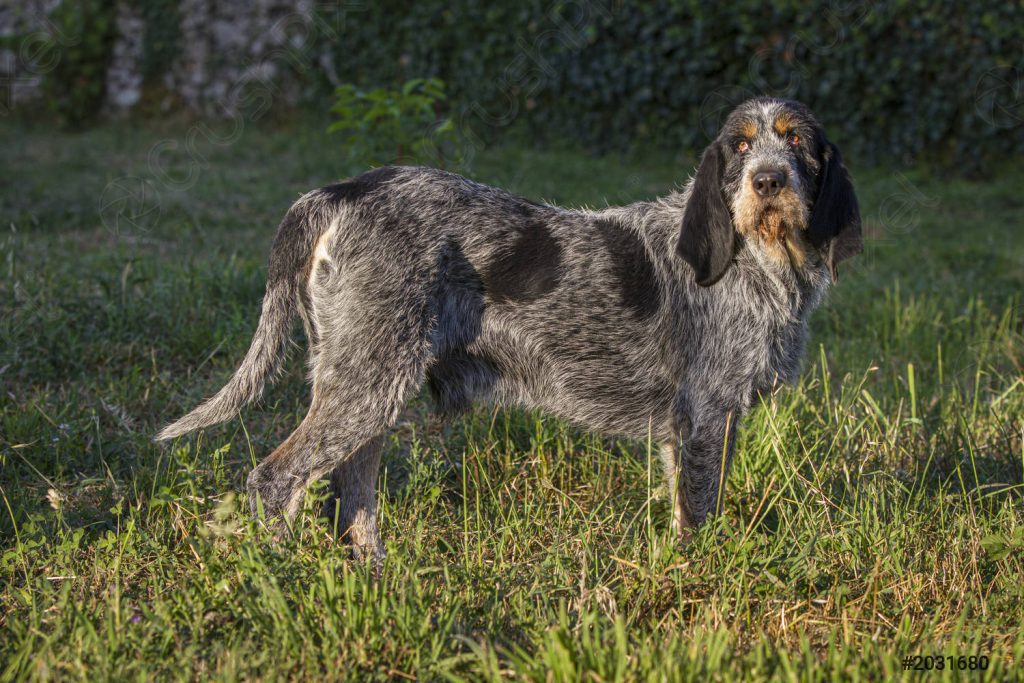 Griffon Bleu de Gascogne Dog Inhaling clean air enhances overall health