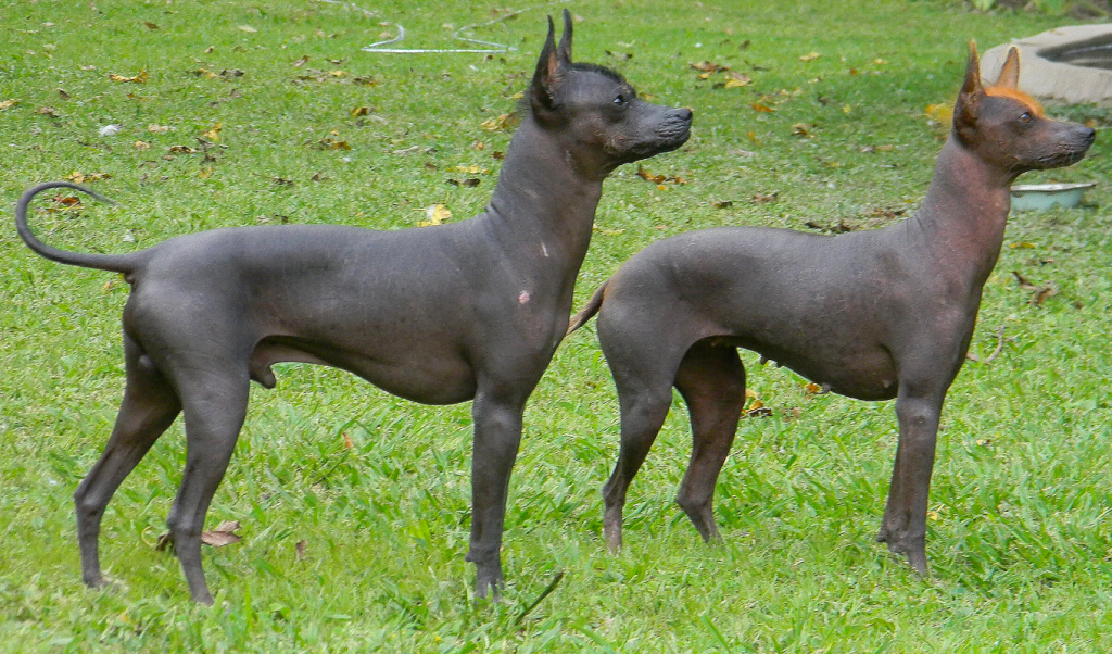 Mexican Hairless Dog two different 