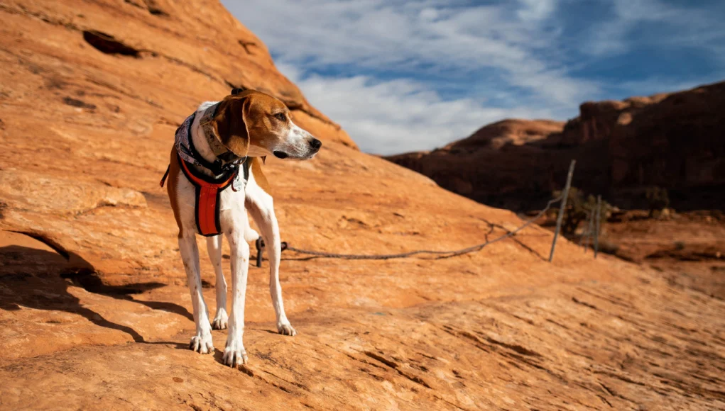 Halden Hound Dog Breed Profile – Top Dog Tips