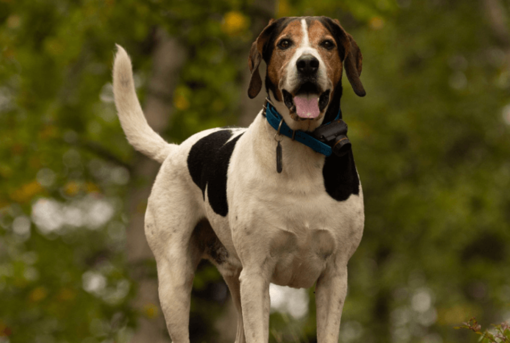 Halden Hound Dog Inhaling clean air enhances overall health