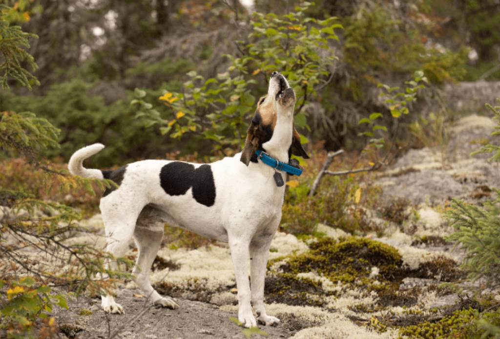 Halden Hound Dog Approachability towards unfamiliar individuals