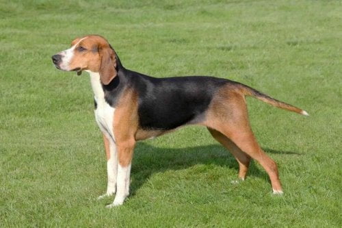 Colombian fino hound Dog Breed Information
