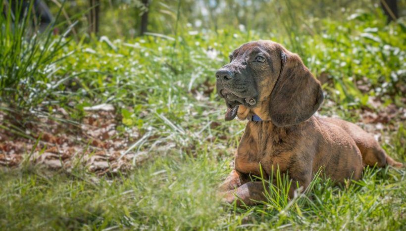 Hanoverian Scenthound breed: the unfaltering tracker - Love my dogz