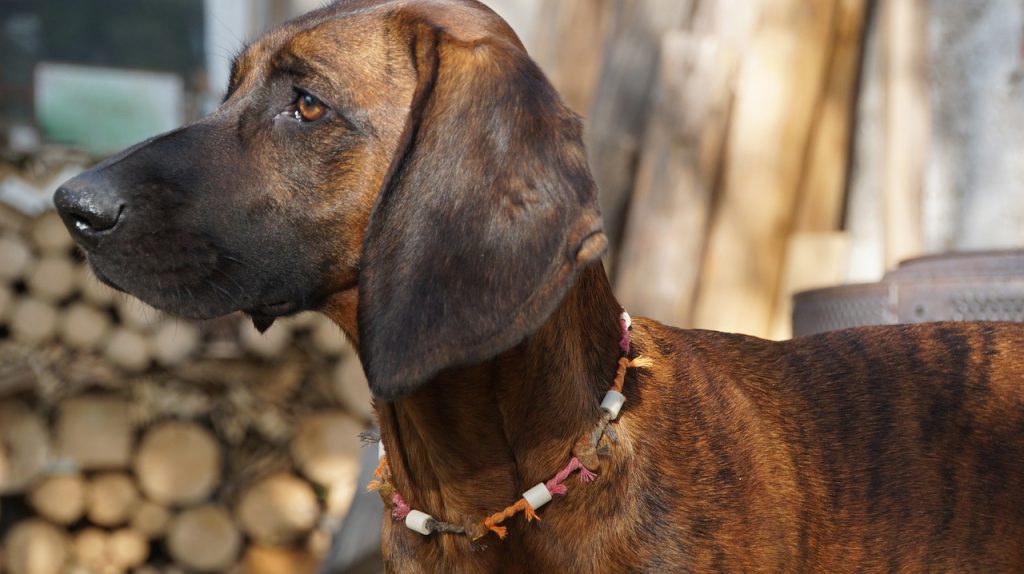 Known Health Conditions Bloodhound Dog