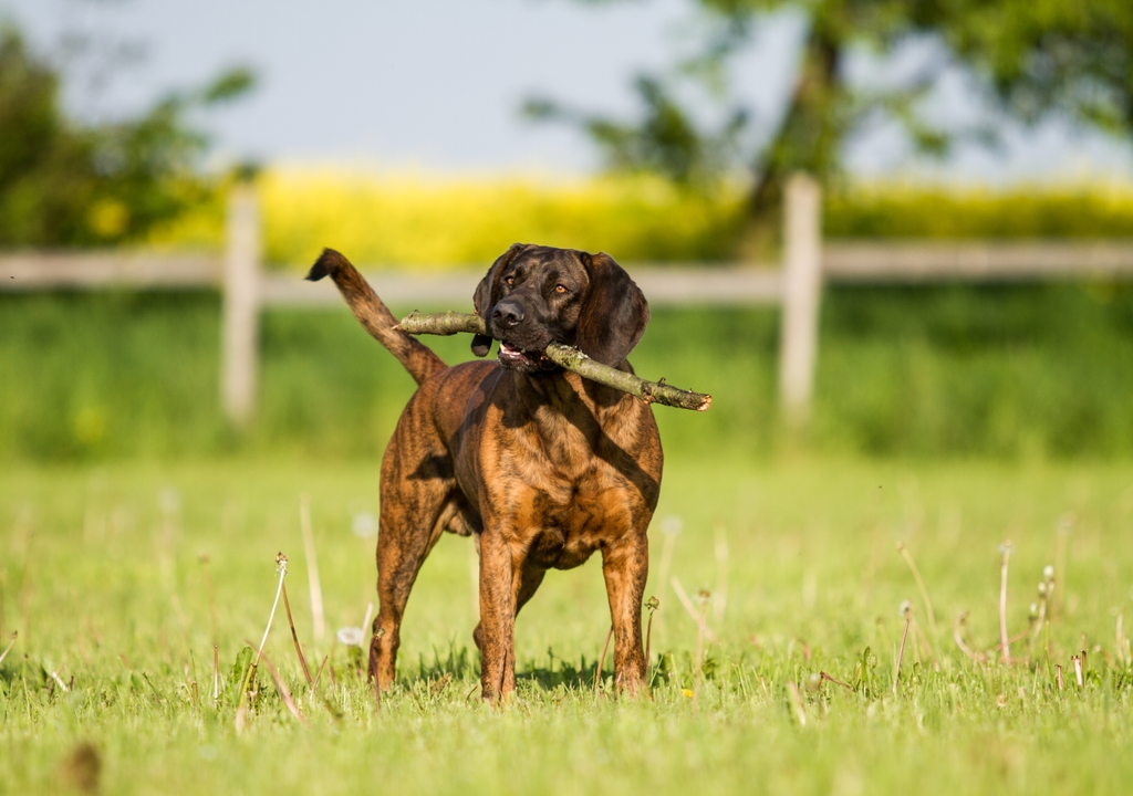 Hanoverian Scenthound - Dog Breed Characteristics & Care