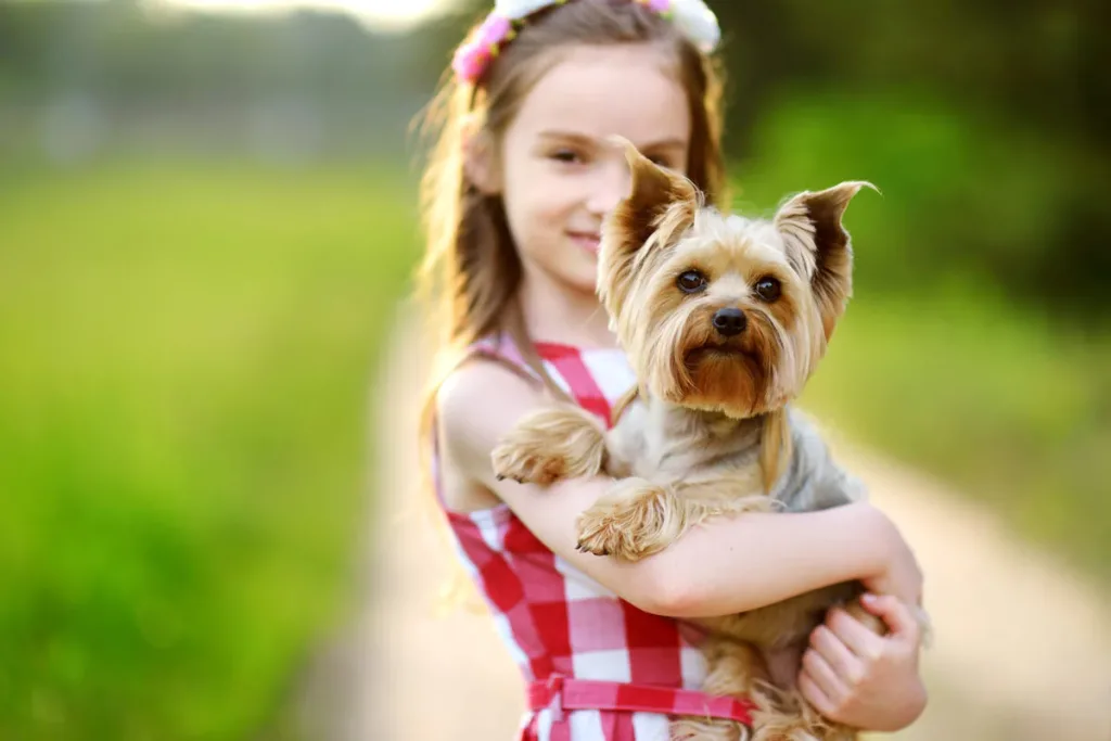 Yorkshire Terrier Dog At ease around children