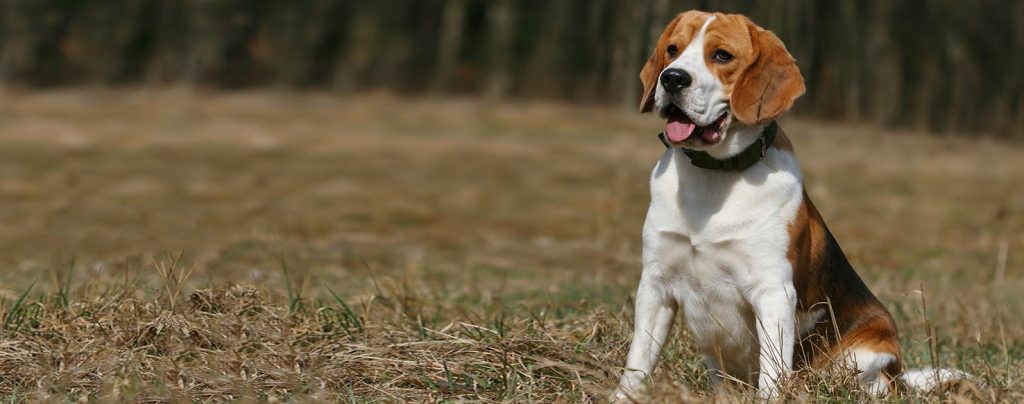 Beagle-Harrier Dog Breathing in fresh air contributes to overall well-being